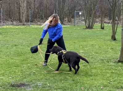 Psi Life Balans | Behawiorysta i Nosework Przeźmierowo